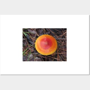 Reddish Orange Mushroom Posters and Art